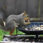 Hvordan undgår jeg, at fugle eller andre dyr spilder foderet?
